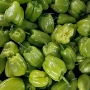 Capsicum