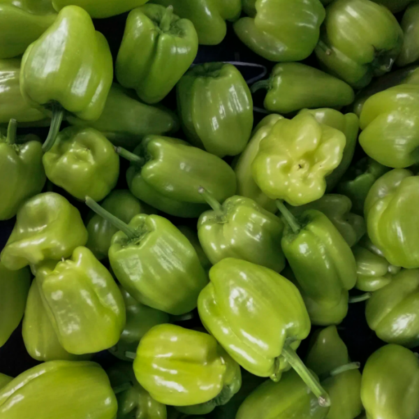 Capsicum
