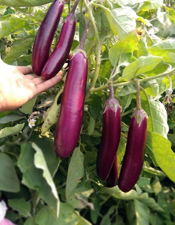 China Brinjal - Image 3