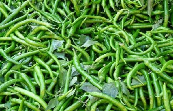 Green Chilli - Image 2