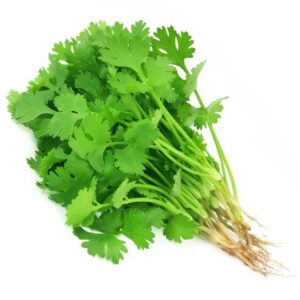 Coriander Leaves