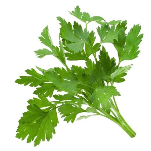 Coriander Leaves - Image 2