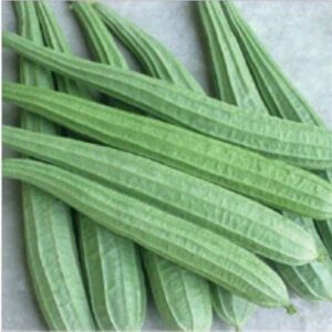 Luffa Acutangula (jhinga)