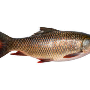 Rohu