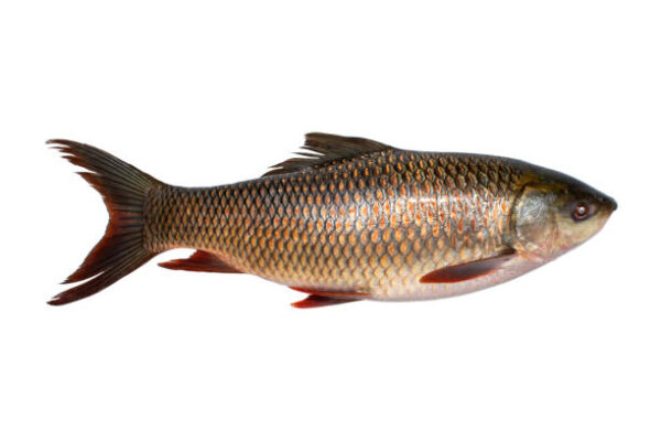 Rohu